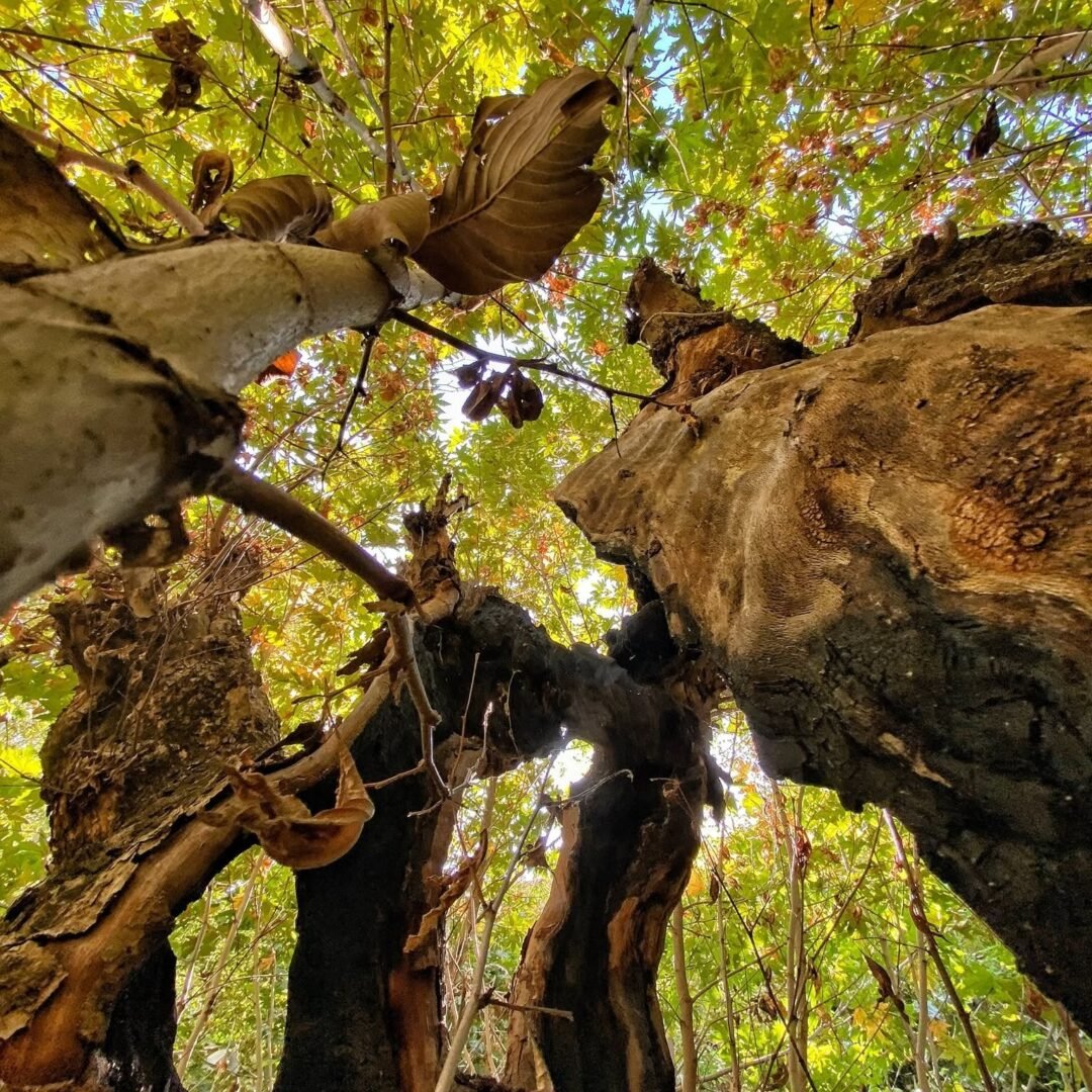 ئەشکەوتی کونەجنۆکە