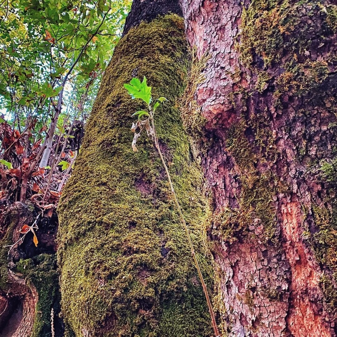 ئەشکەوتی کونەجنۆکە — پاییز