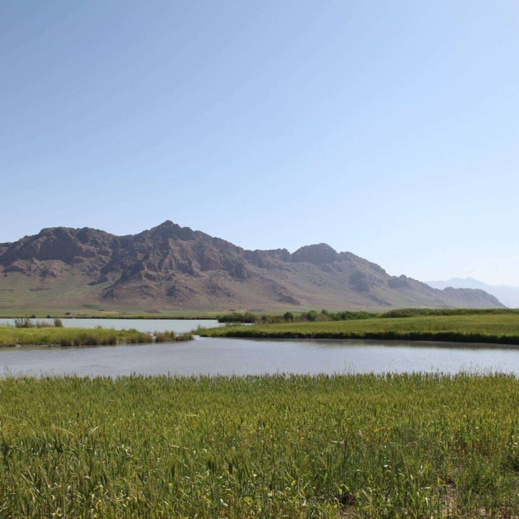 گۆمی گەناو