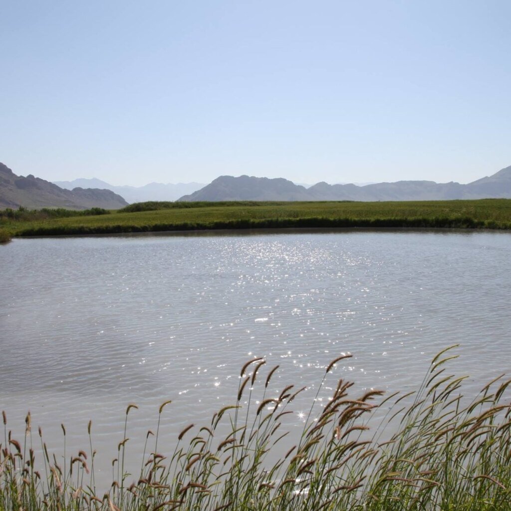 گۆمی گەناو