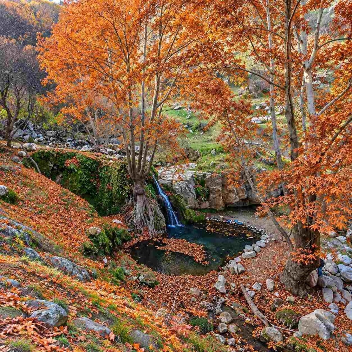 چەپە چنار — پاییز