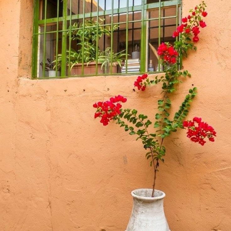 کۆڵانە رەنگینەکانی بیارە